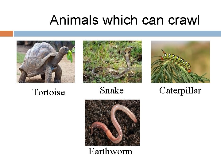 Animals which can crawl Tortoise Snake Earthworm Caterpillar 