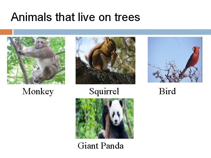 Animals that live on trees Monkey Squirrel Giant Panda Bird 
