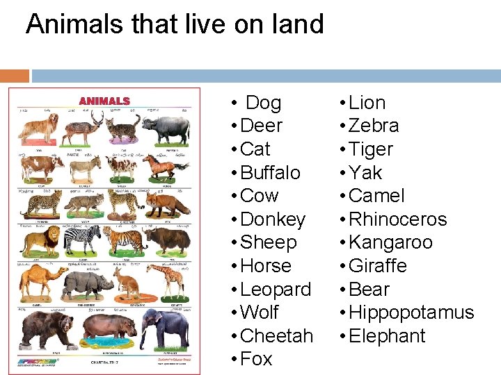 Animals that live on land • Dog • Deer • Cat • Buffalo •