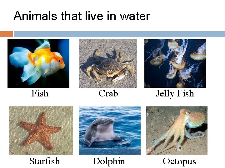 Animals that live in water Fish Starfish Crab Dolphin Jelly Fish Octopus 