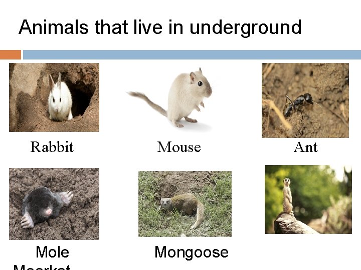 Animals that live in underground Rabbit Mouse Mole Mongoose Ant 