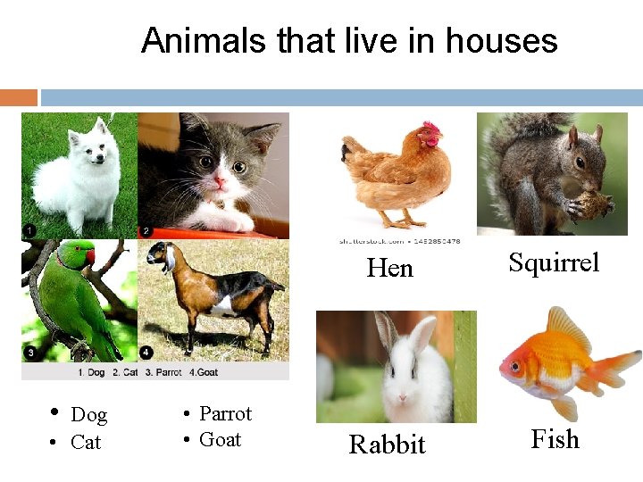 Animals that live in houses • Dog • Cat • Parrot • Goat Hen