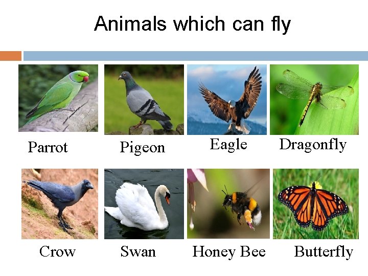 Animals which can fly Parrot Crow Pigeon Eagle Swan Honey Bee Dragonfly Butterfly 