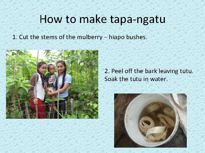 How to make tapa-ngatu 1. Cut the stems of the mulberry – hiapo bushes.