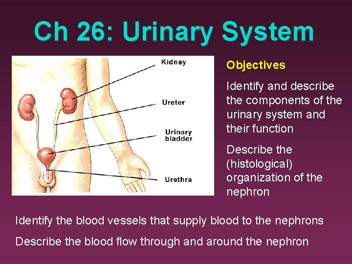 Ch 26: Urinary System Objectives Identify and describe the components of the urinary system
