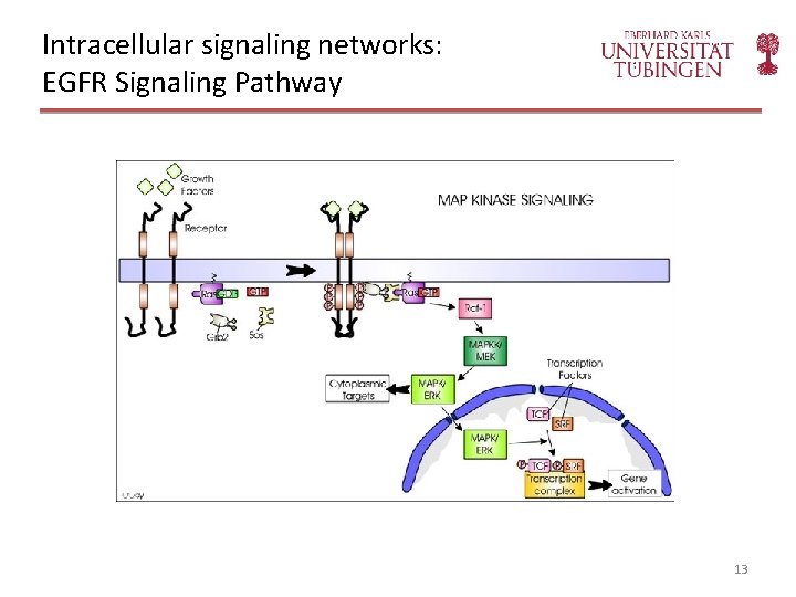 Intracellular signaling networks: EGFR Signaling Pathway 13 