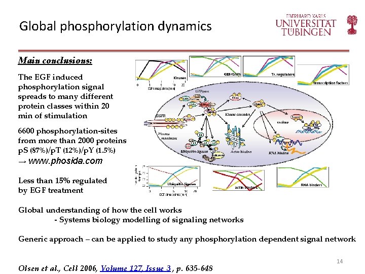 Global phosphorylation dynamics Main conclusions: The EGF induced phosphorylation signal spreads to many different