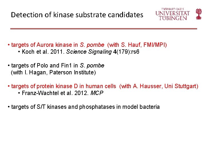 Detection of kinase substrate candidates • targets of Aurora kinase in S. pombe (with