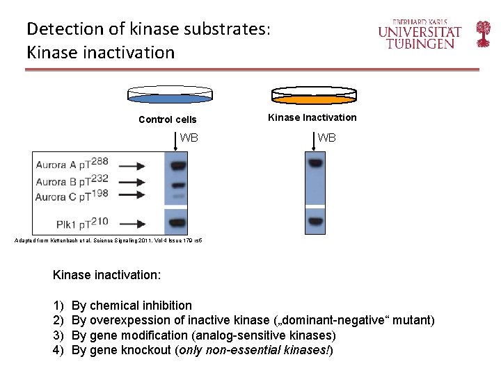 Detection of kinase substrates: Kinase inactivation Control cells WB Kinase Inactivation WB Adapted from