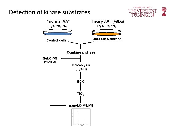 Detection of kinase substrates ”normal AA” ”heavy AA” (+8 Da) Lys-12 C 614 N