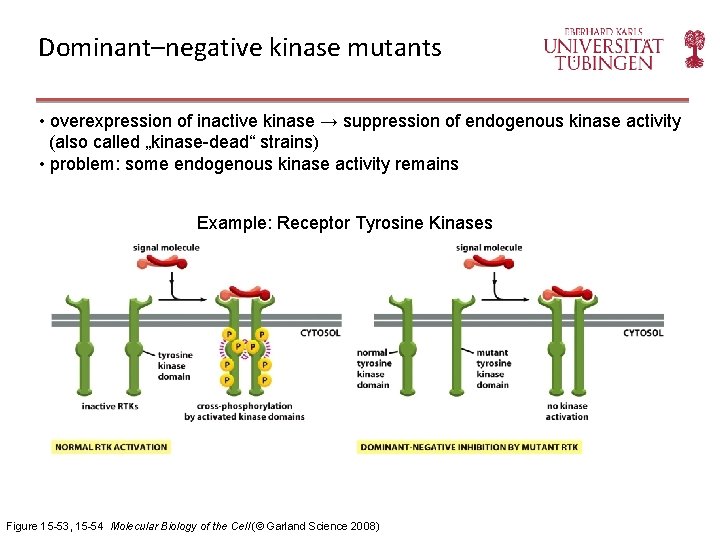 Dominant–negative kinase mutants • overexpression of inactive kinase → suppression of endogenous kinase activity