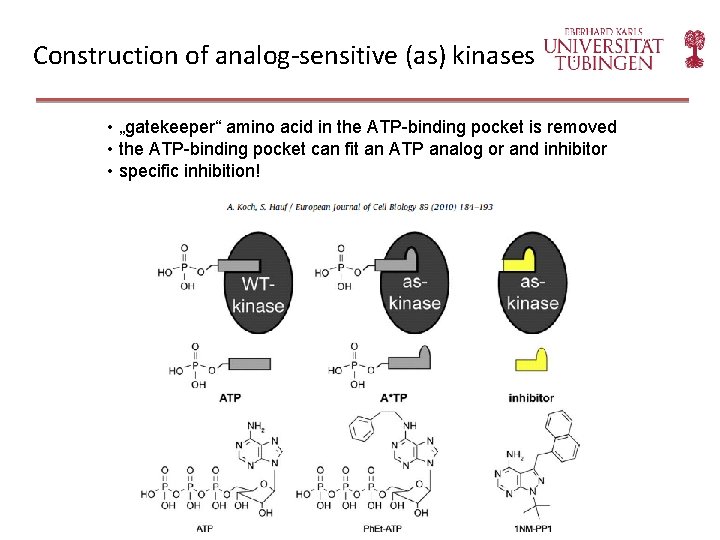 Construction of analog-sensitive (as) kinases • „gatekeeper“ amino acid in the ATP-binding pocket is