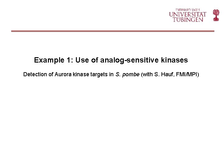 Example 1: Use of analog-sensitive kinases Detection of Aurora kinase targets in S. pombe