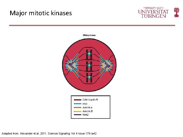Major mitotic kinases Adapted from: Alexander et al. 2011. Science Signaling Vol 4 Issue
