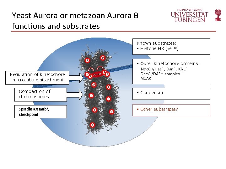 Yeast Aurora or metazoan Aurora B functions and substrates Known substrates: § Histone H