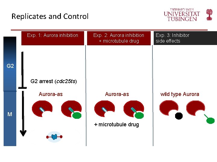 Replicates and Control Exp. 1: Aurora inhibition Exp. 2: Aurora inhibition + microtubule drug