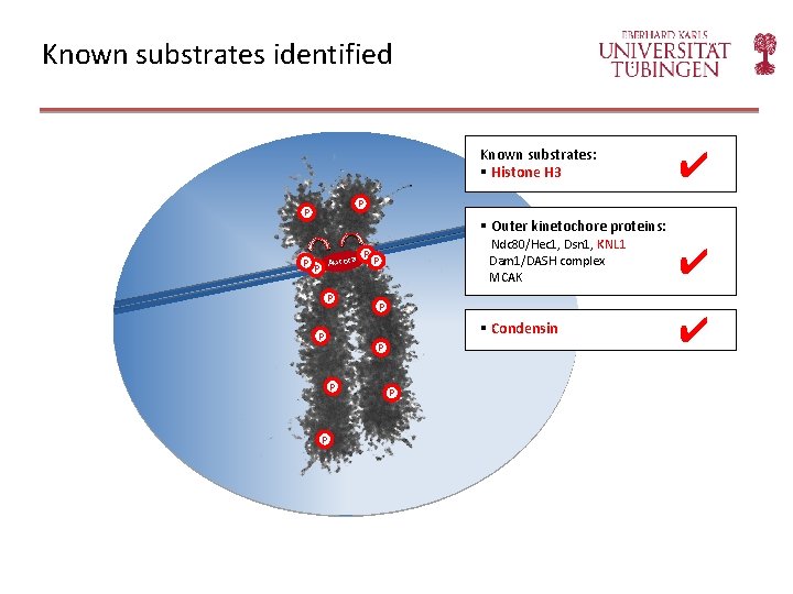 Known substrates identified Known substrates: § Histone H 3 P P P ✔ §