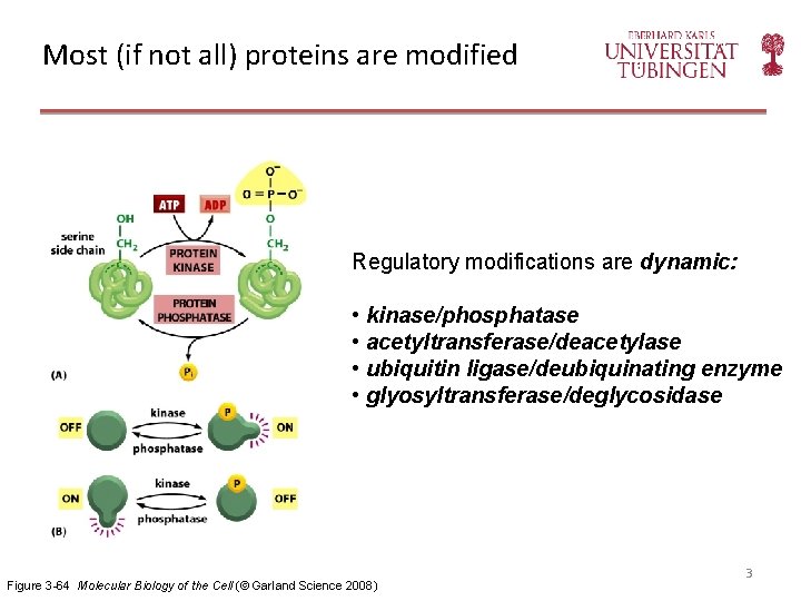 Most (if not all) proteins are modified Regulatory modifications are dynamic: • kinase/phosphatase •