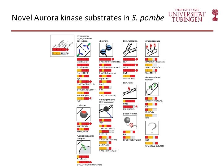 Novel Aurora kinase substrates in S. pombe 