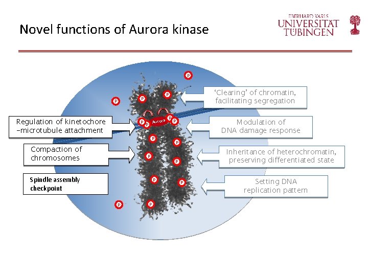 Novel functions of Aurora kinase P P Regulation of kinetochore -microtubule attachment P Aurora