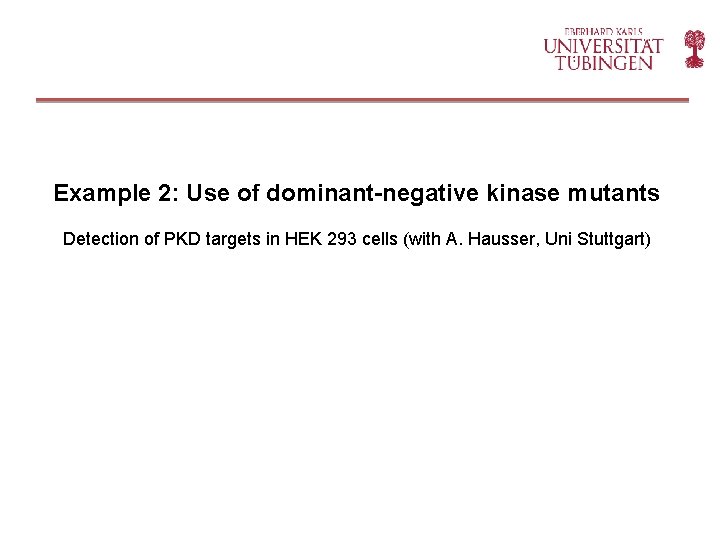 Example 2: Use of dominant-negative kinase mutants Detection of PKD targets in HEK 293