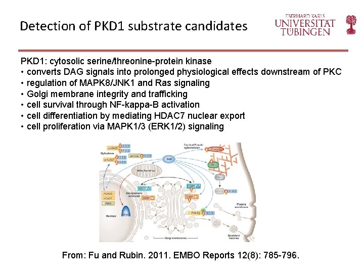 Detection of PKD 1 substrate candidates PKD 1: cytosolic serine/threonine-protein kinase • converts DAG