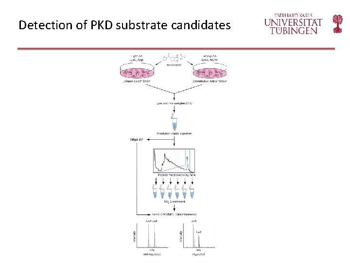 Detection of PKD substrate candidates 