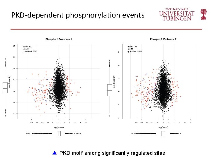 PKD-dependent phosphorylation events PKD motif among significantly regulated sites 
