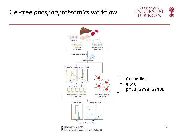 Gel-free phosphoproteomics workflow Antibodies: 4 G 10 p. Y 20, p. Y 99, p.