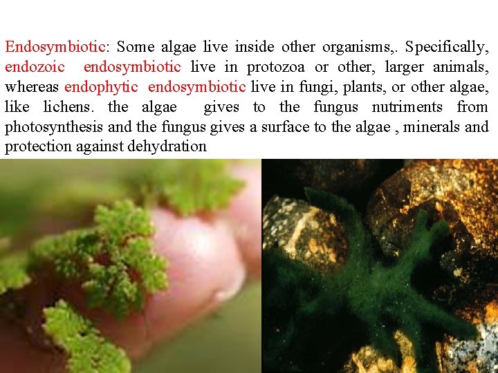 Endosymbiotic: Some algae live inside other organisms, . Specifically, endozoic endosymbiotic live in protozoa