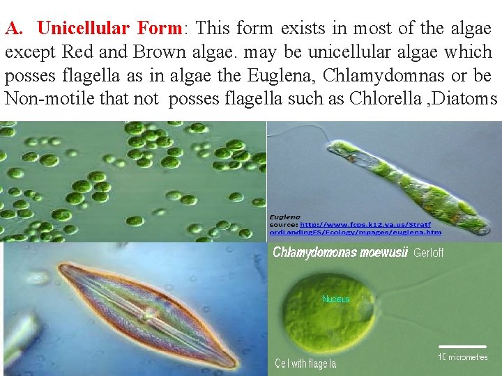 A. Unicellular Form: This form exists in most of the algae except Red and