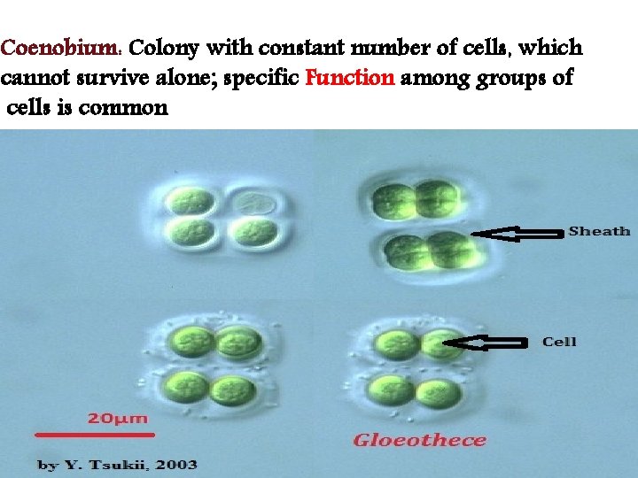 Coenobium: Colony with constant number of cells, which cannot survive alone; specific Function among