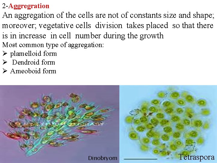 2 -Aggregration An aggregation of the cells are not of constants size and shape; 2 -Aggregration An aggregation of the cells are not of constants size and shape;