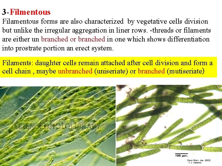 3 -Filmentous Filamentous forms are also characterized by vegetative cells division but unlike the