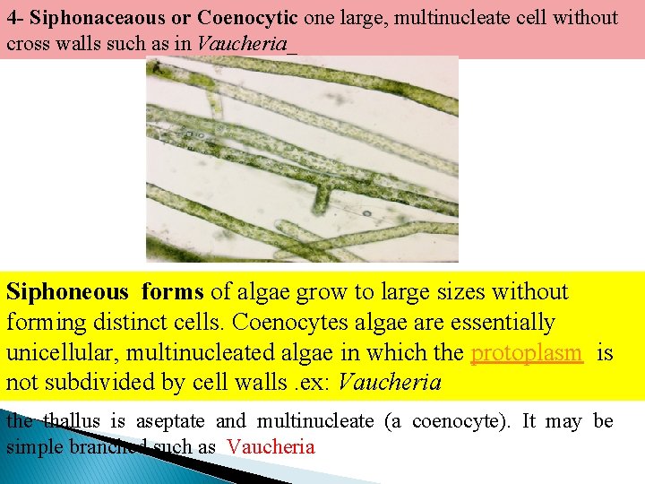 4 - Siphonaceaous or Coenocytic one large, multinucleate cell without cross walls such as 4 - Siphonaceaous or Coenocytic one large, multinucleate cell without cross walls such as
