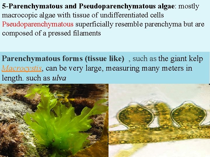 5 -Parenchymatous and Pseudoparenchymatous algae: mostly macrocopic algae with tissue of undifferentiated cells Pseudoparenchymatous