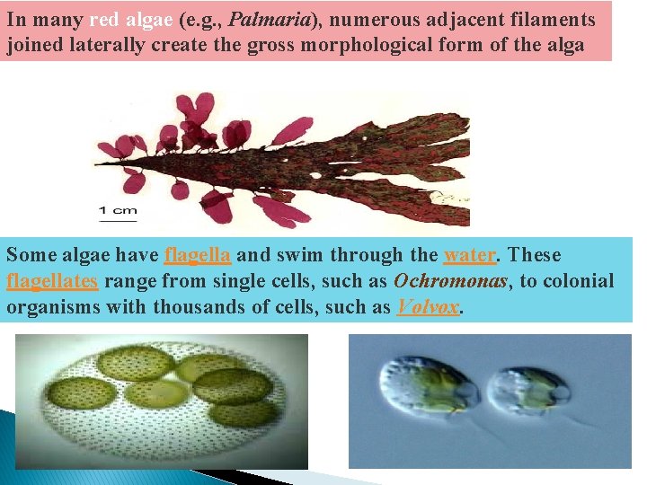 In many red algae (e. g. , Palmaria), numerous adjacent filaments joined laterally create In many red algae (e. g. , Palmaria), numerous adjacent filaments joined laterally create
