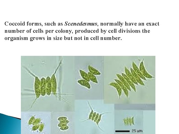 Coccoid forms, such as Scenedesmus, normally have an exact number of cells per colony,