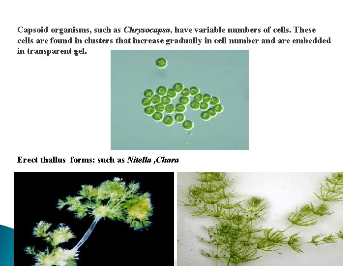 Capsoid organisms, such as Chrysocapsa, have variable numbers of cells. These cells are found Capsoid organisms, such as Chrysocapsa, have variable numbers of cells. These cells are found