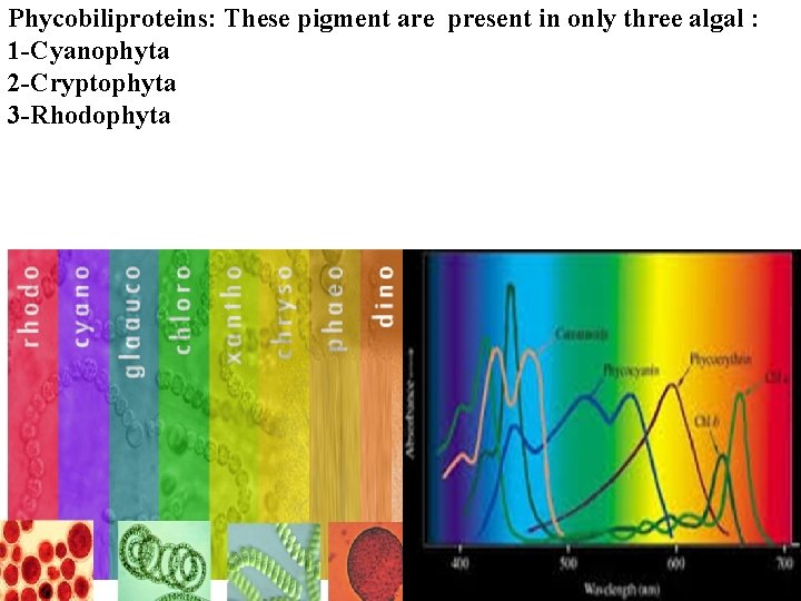 Phycobiliproteins: These pigment are present in only three algal : 1 -Cyanophyta 2 -Cryptophyta