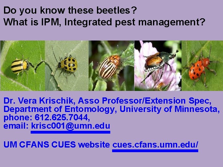 Do you know these beetles? What is IPM, Integrated pest management? Dr. Vera Krischik,