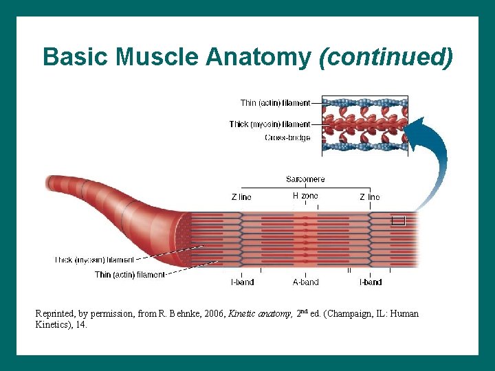 Basic Muscle Anatomy (continued) Reprinted, by permission, from R. Behnke, 2006, Kinetic anatomy, 2