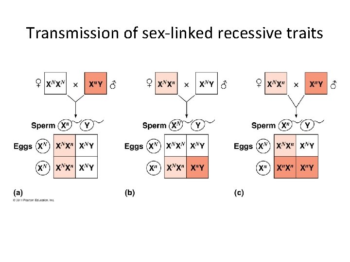 Transmission of sex-linked recessive traits Transmission of sex-linked recessive traits