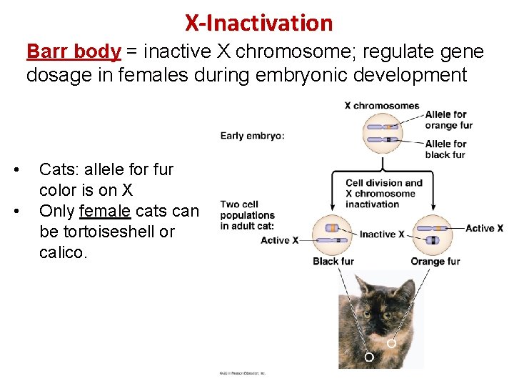 X-Inactivation Barr body = inactive X chromosome; regulate gene dosage in females during embryonic X-Inactivation Barr body = inactive X chromosome; regulate gene dosage in females during embryonic