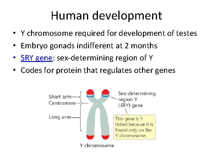 Human development • • Y chromosome required for development of testes Embryo gonads indifferent Human development • • Y chromosome required for development of testes Embryo gonads indifferent