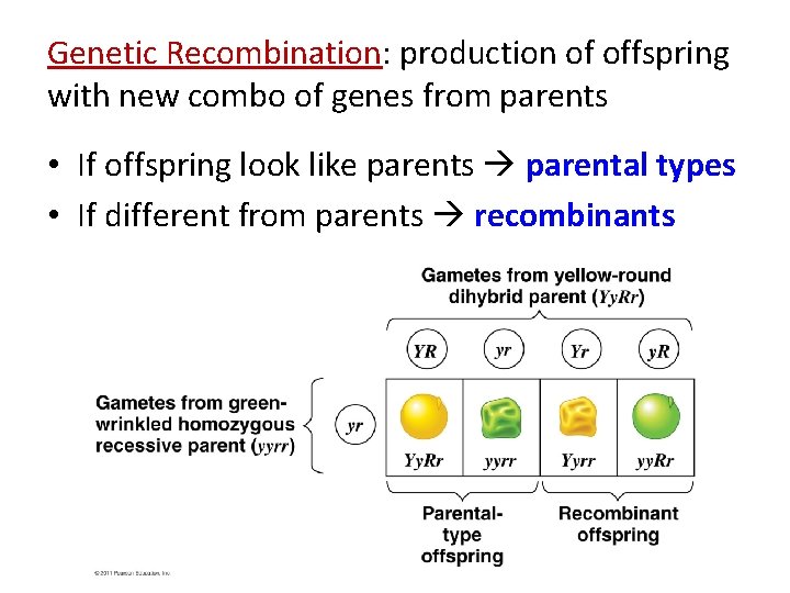 Genetic Recombination: production of offspring with new combo of genes from parents • If Genetic Recombination: production of offspring with new combo of genes from parents • If