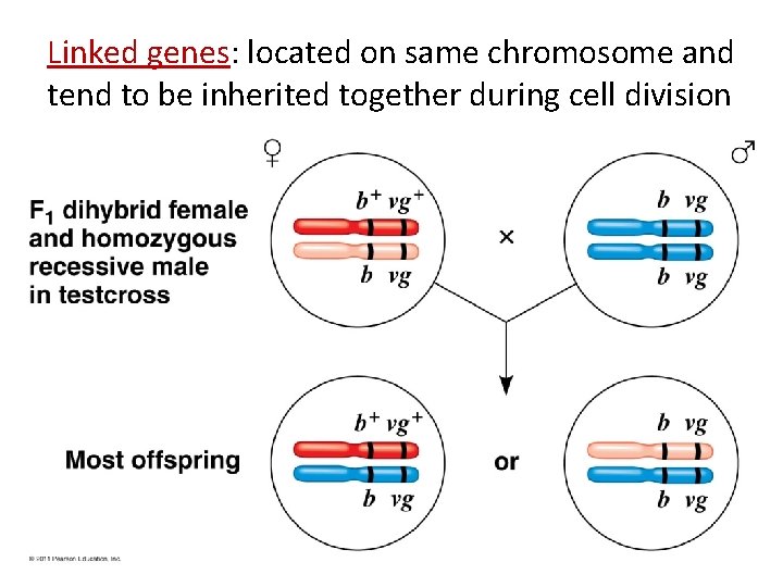 Linked genes: located on same chromosome and tend to be inherited together during cell Linked genes: located on same chromosome and tend to be inherited together during cell