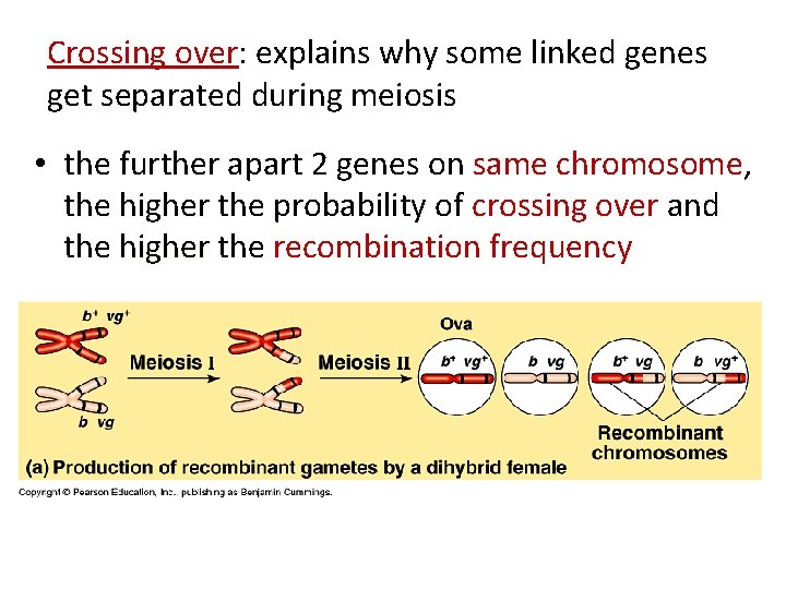 Crossing over: explains why some linked genes get separated during meiosis • the further Crossing over: explains why some linked genes get separated during meiosis • the further