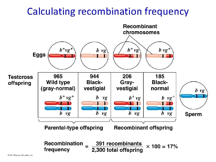 Calculating recombination frequency Calculating recombination frequency