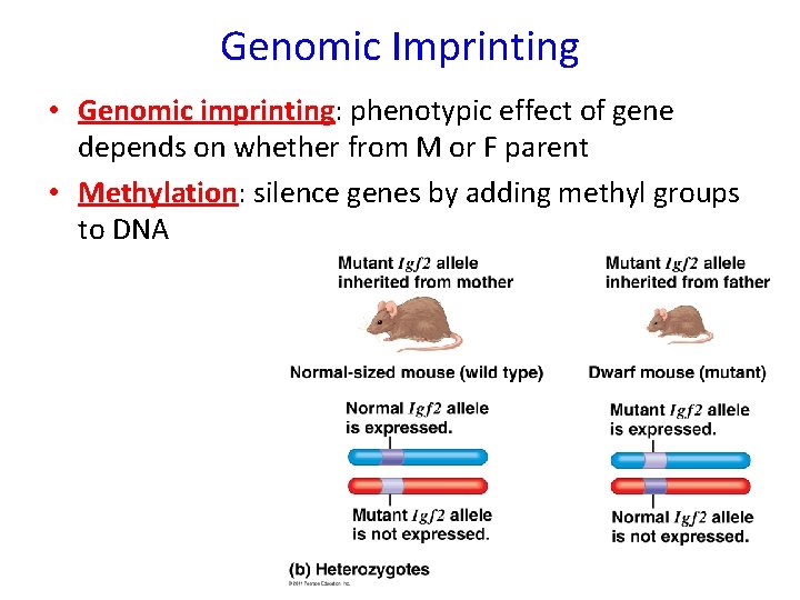 Genomic Imprinting • Genomic imprinting: phenotypic effect of gene depends on whether from M Genomic Imprinting • Genomic imprinting: phenotypic effect of gene depends on whether from M